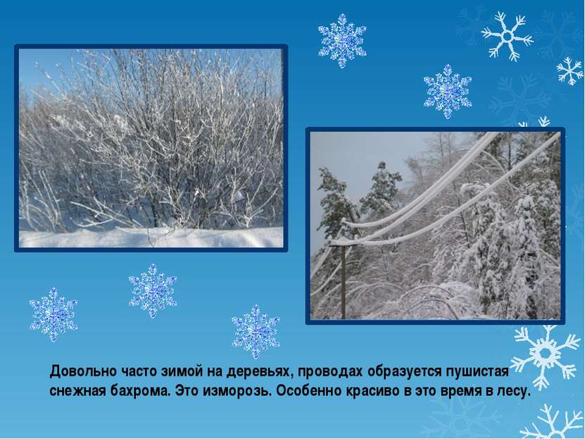 Довольно часто зимой на деревьях, проводах образуется пушистая снежная бахром...
