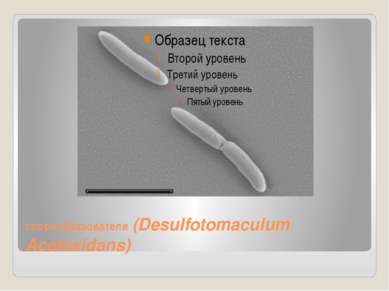 спорообразователи (Desulfotomaculum Acetoxidans)