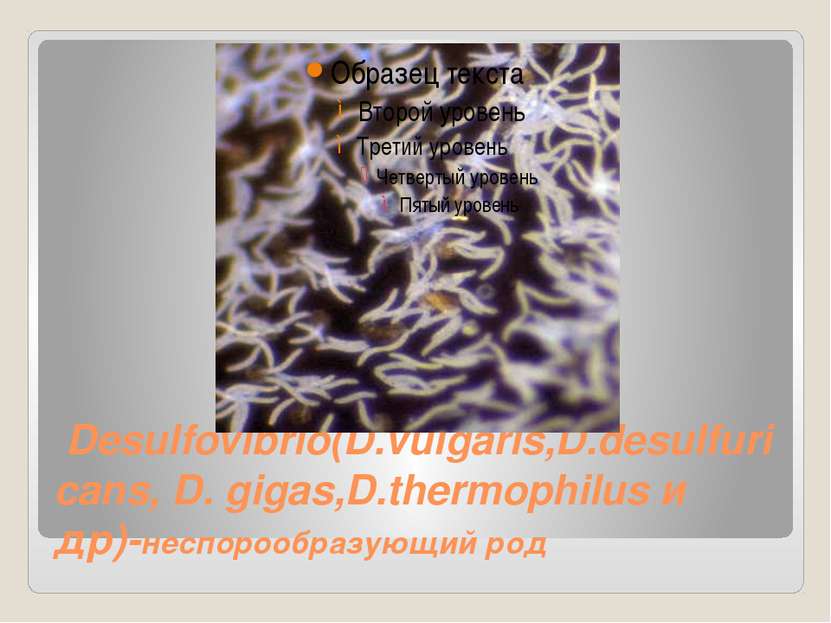  Desulfovibrio(D.vulgaris,D.desulfuricans, D. gigas,D.thermophilus и др)-несп...