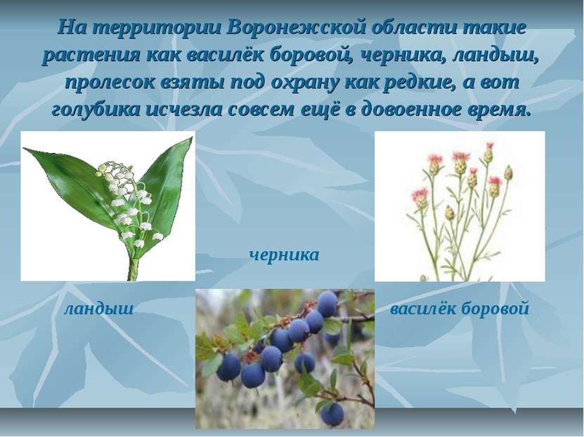 На территории Воронежской области такие растения как василёк боровой, черника...