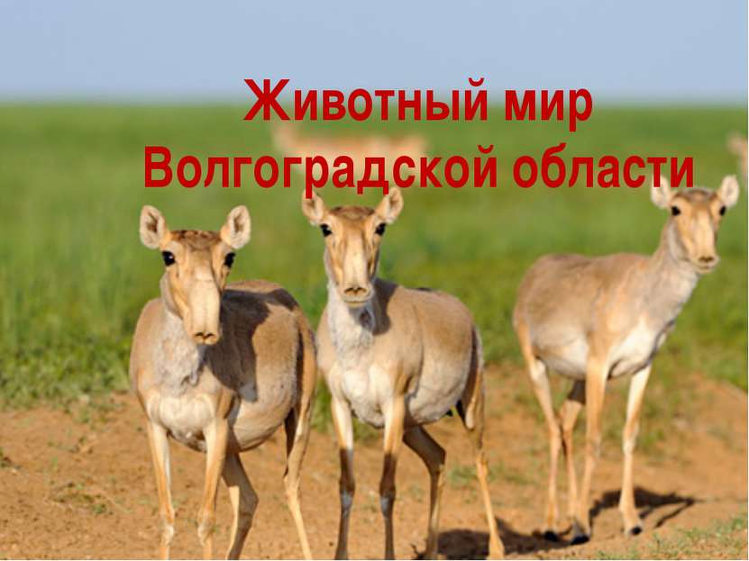 Животный мир Волгоградской области