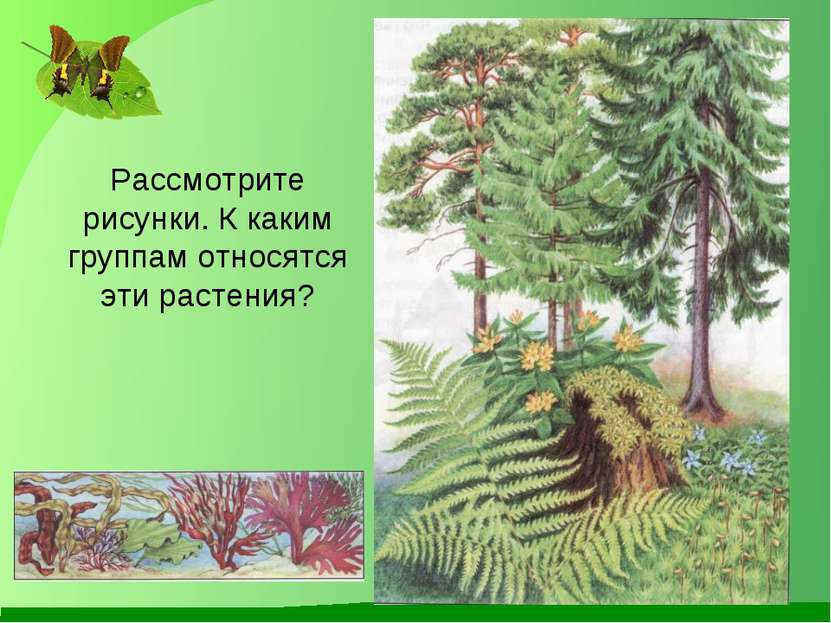 Рассмотрите рисунки. К каким группам относятся эти растения?