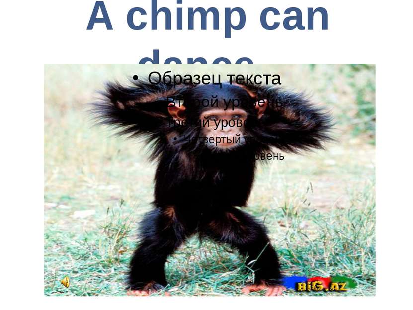 A chimp can dance.