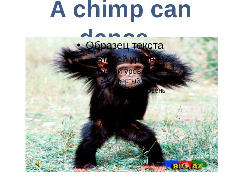 A chimp can sing. Карточка a Chimp can. Chimp can Dance. Карточка с животном a Chimp can. L can Dance like a Chimp по русскому.