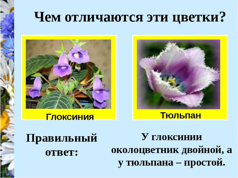 Чем отличаются эти цветки? Глоксиния Тюльпан Правильный ответ: У глоксинии ок...