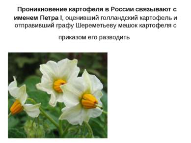 Проникновение картофеля в России связывают с именем Петра I, оценивший голлан...