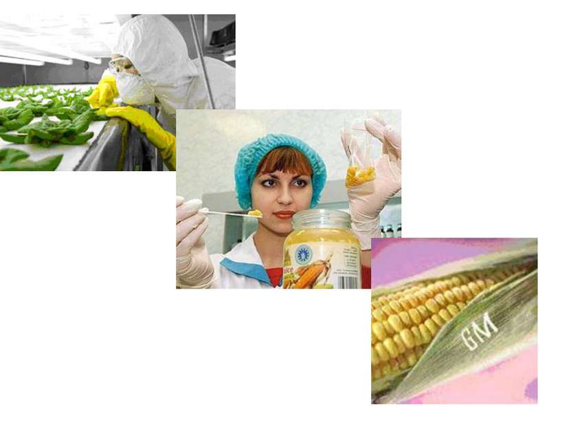 Чем опасны ГМО для окружающей среды? Научно зафиксированы отдельные факты уни...