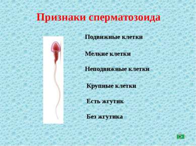 Признаки сперматозоида По щелчку выберите признаки сперматозоида