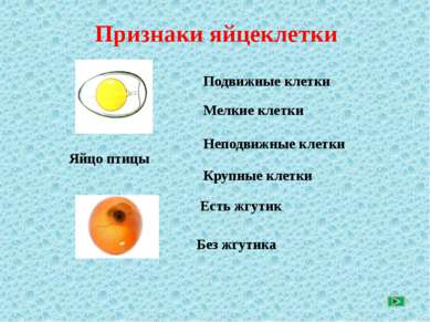 Признаки яйцеклетки По щелчку выберите признаки яйцеклетки
