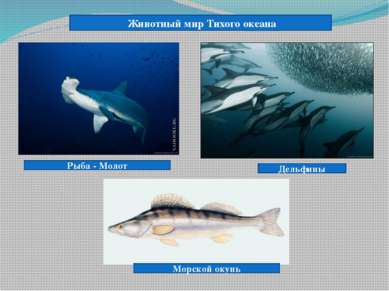 Рыба - Молот Животный мир Тихого океана Дельфины Морской окунь