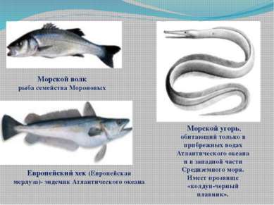 Морской волк рыба семейства Мороновых Европейский хек (Европейская мерлуза)- ...