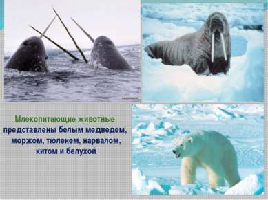 Млекопитающие животные представлены белым медведем, моржом, тюленем, нарвалом...
