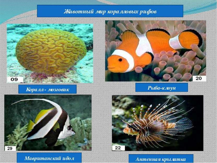 Животный мир коралловых рифов Коралл - мозговик Рыба-клоун Мавританский идол ...