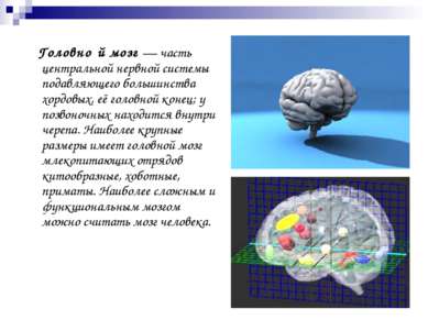 Головно й мозг — часть центральной нервной системы подавляющего большинства х...