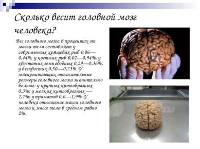 Сколько весит головной мозг человека? Вес головного мозга в процентах от масс...