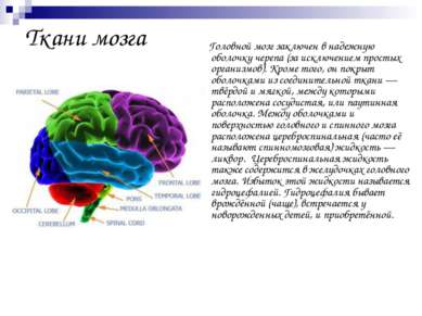 Ткани мозга Головной мозг заключен в надежную оболочку черепа (за исключением...