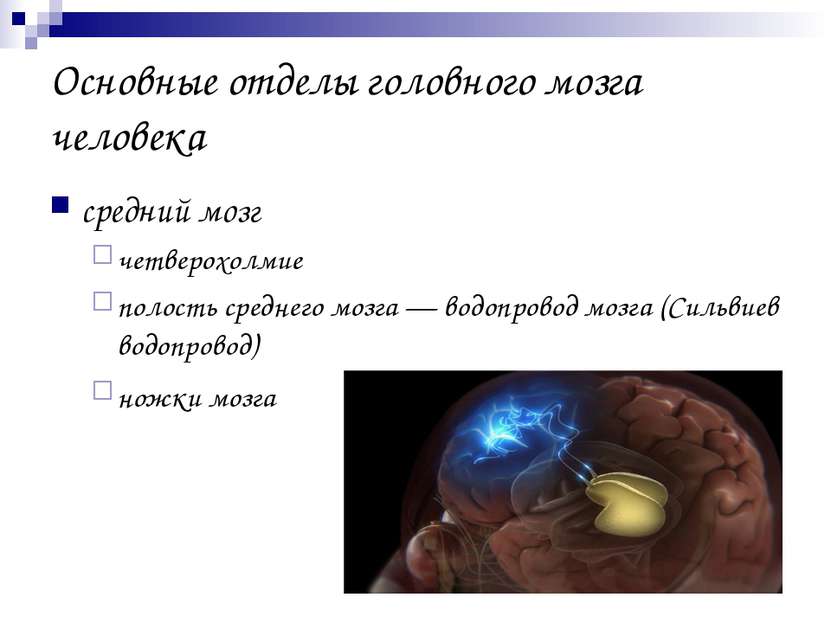 Основные отделы головного мозга человека средний мозг четверохолмие полость с...