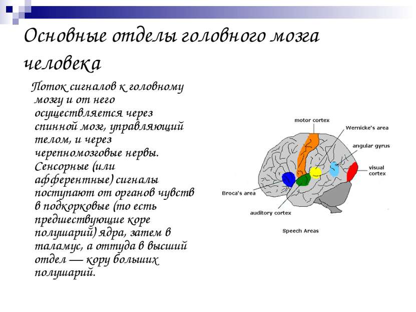 Основные отделы головного мозга человека Поток сигналов к головному мозгу и о...