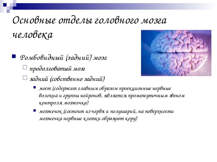 Основные отделы головного мозга человека Ромбовидный (задний) мозг продолгова...