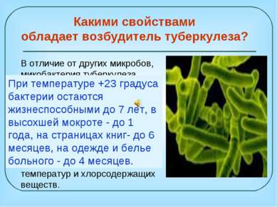 В отличие от других микробов, микобактерия туберкулеза чрезвычайно живуча: от...