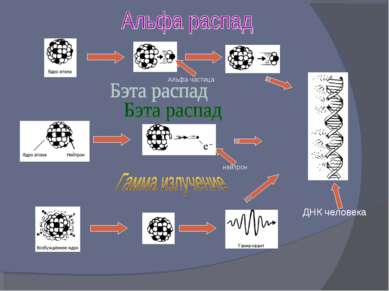 ДНК человека Альфа частица нейтрон