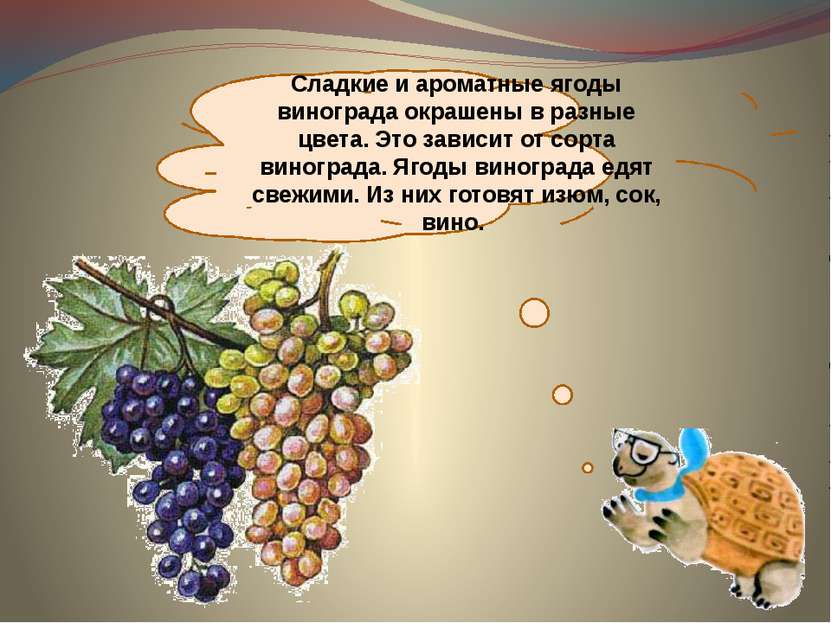 Сладкие и ароматные ягоды винограда окрашены в разные цвета. Это зависит от с...