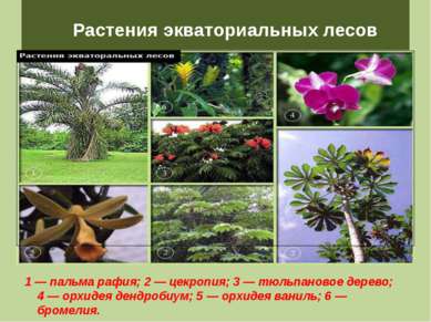 Растения экваториальных лесов 1 — пальма рафия; 2 — цекропия; 3 — тюльпановое...