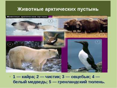 Животные арктических пустынь 1 — кайра; 2 — чистик; 3 — овцебык; 4 — белый ме...