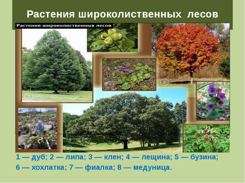 Растения широколиственных лесов 1 — дуб; 2 — липа; 3 — клен; 4 — лещина; 5 — ...