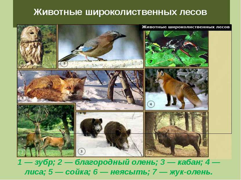 Животные широколиственных лесов 1 — зубр; 2 — благородный олень; 3 — кабан; 4...