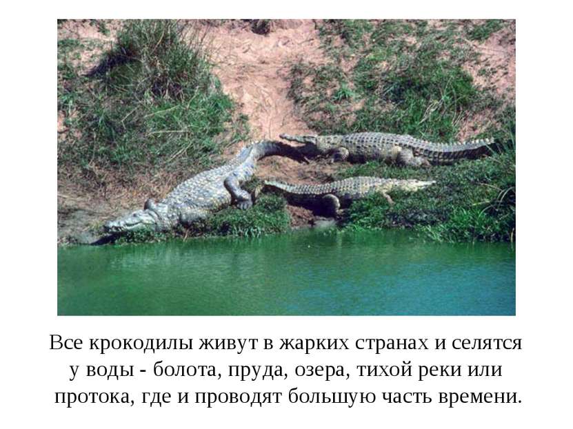 Все крокодилы живут в жарких странах и селятся у воды - болота, пруда, озера,...