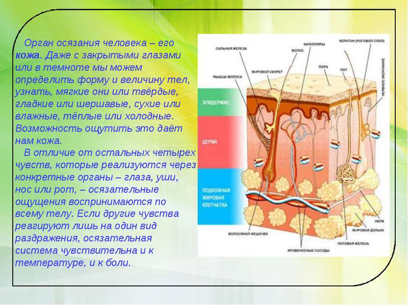 Орган осязания человека – его кожа. Даже с закрытыми глазами или в темноте мы...