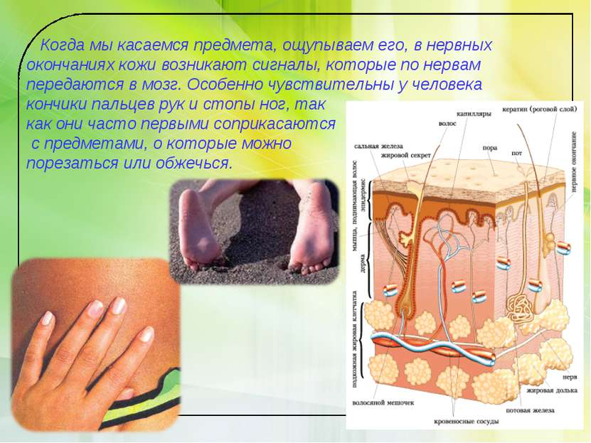 Когда мы касаемся предмета, ощупываем его, в нервных окончаниях кожи возникаю...