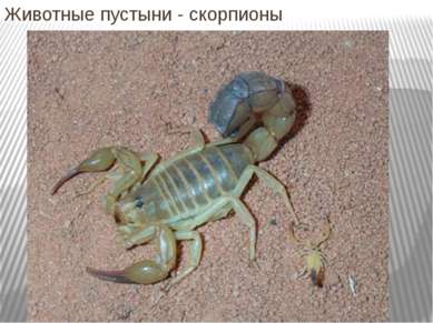 Животные пустыни - скорпионы