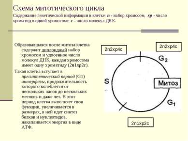 Схема митотического цикла Содержание генетической информации в клетке: п - на...