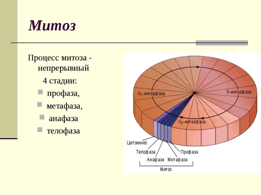Митоз Процесс митоза - непрерывный 4 стадии: профаза, метафаза, анафаза телофаза