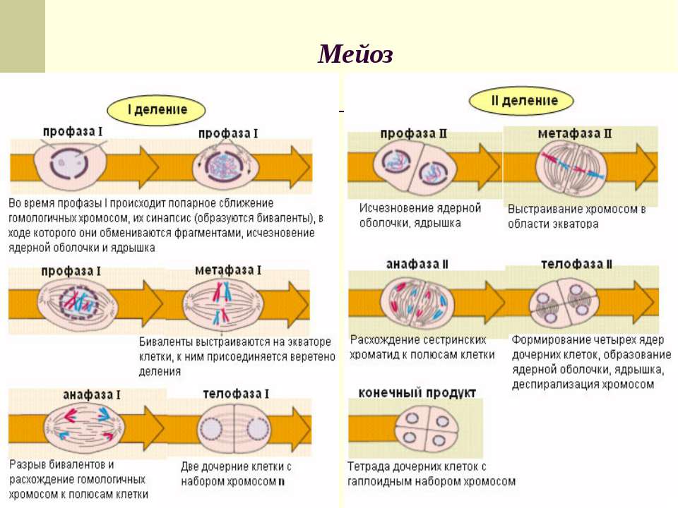 Установите последовательность при мейотическом делении клетки