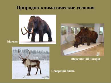 Природно-климатические условия Шерстистый носорог Мамонт Северный олень