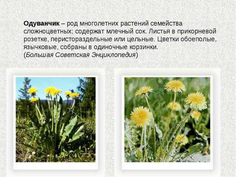 Одуванчик – род многолетних растений семейства сложноцветных; содержат млечны...