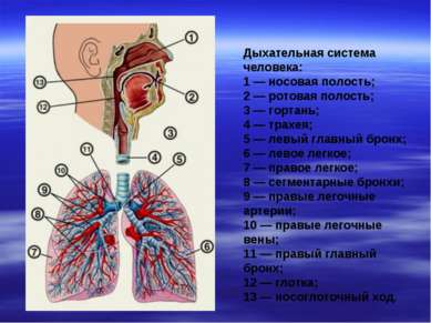 Дыхательная система человека: 1 — носовая полость; 2 — ротовая полость; 3 — г...