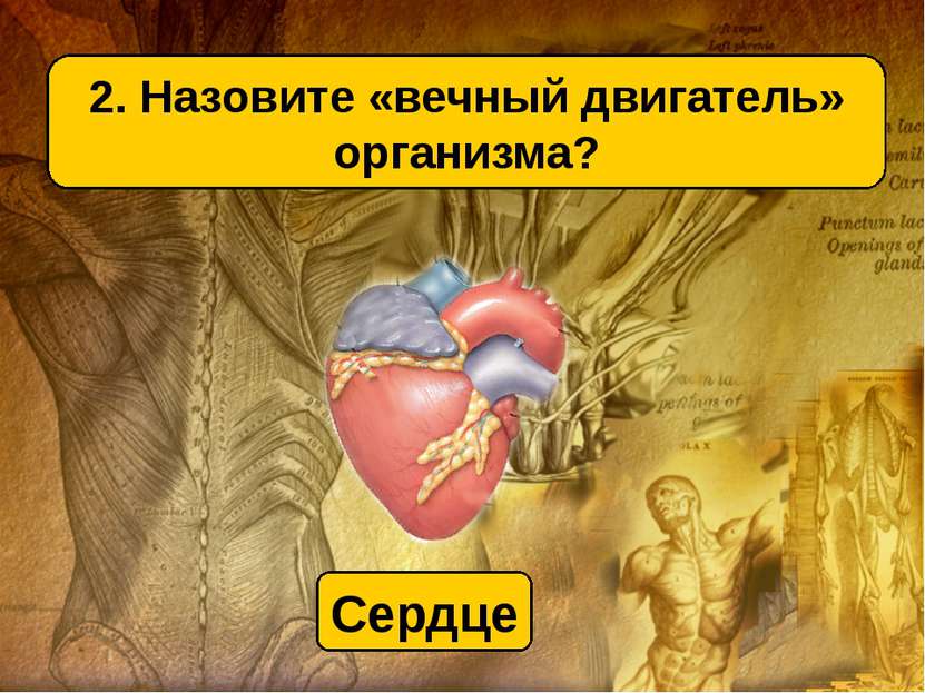 2. Назовите «вечный двигатель» организма? Сердце