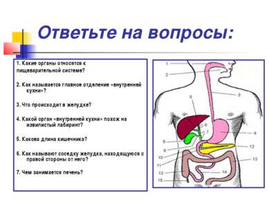Ответьте на вопросы: 1. Какие органы относятся к пищеварительной системе? 2. ...