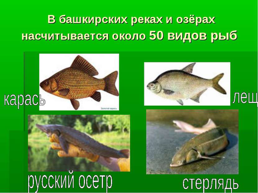 В башкирских реках и озёрах насчитывается около 50 видов рыб