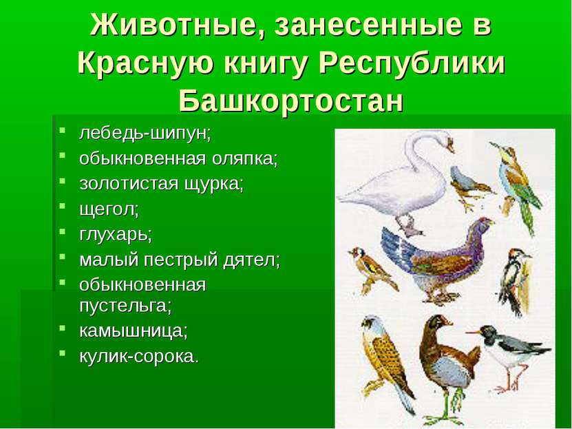 Животные, занесенные в Красную книгу Республики Башкортостан лебедь-шипун; об...