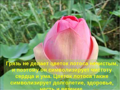 Грязь не делает цветок лотоса нечистым, и поэтому он символизирует чистоту се...