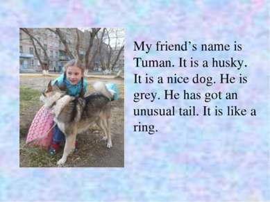 My friend’s name is Tuman. It is a husky. It is a nice dоg. He is grey. He ha...