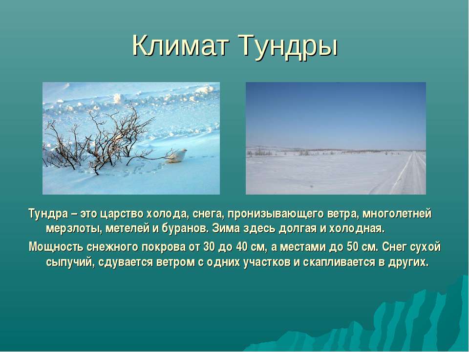 Природная зона продолжительная морозная зима. Климат тундры. Царство холода. Холодная тундра России. Сухое теплое лето и холодная Снежная зима.