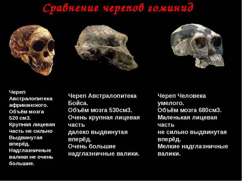 Сравнение черепов гоминид Череп Австралопитека африканского. Объём мозга 520 ...
