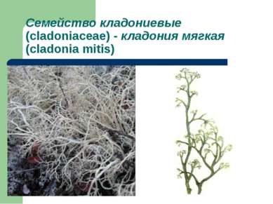 Семейство кладониевые (cladoniaceae) - кладония мягкая (cladonia mitis)