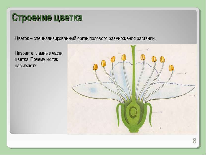 Строение цветка * Цветок – специализированный орган полового размножения раст...